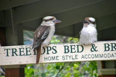 Treetops Bed & Breakfast Blackburn Kültér fotó